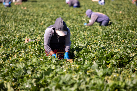 Latinos account for 47% of agricultural field workers and 46% of construction laborers in the U.S. and face extreme summer heat threats due to climate change. (JackF/Adobe Stock)