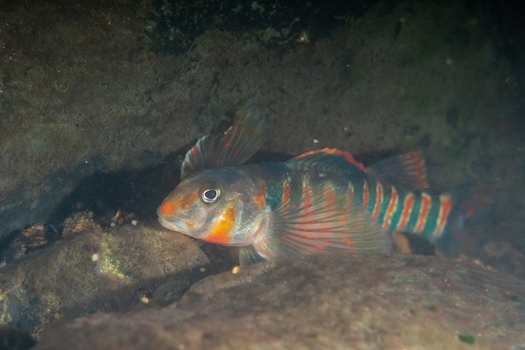 In 2021, approximately 368 stream miles throughout West Virginia and Virginia were designated as critical habitat under the Endangered Species Act for the endangered candy darter. (Adobe Stock) 