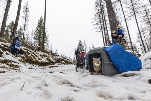 The Confederated Tribes of the Colville is reintroducing Canada Lynx onto their reservation in eastern Washington. (David Moskowitz/Yes! Magazine)