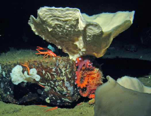 An octopus hides out while a squat lobster stands guard beneath a vase sponge at a recently identified reef off Santa Barbara Island. (Oceana)