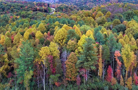 Ohio is home to the Wayne State National Forest. A proposed federal rule would greenlight using national forests for carbon-capture operations. (Adobe Stock)