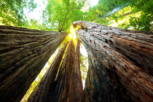 California is home to 18 national forests, covering more than 20 million acres of land. (Galyna Andrushko/Adobe Stock)