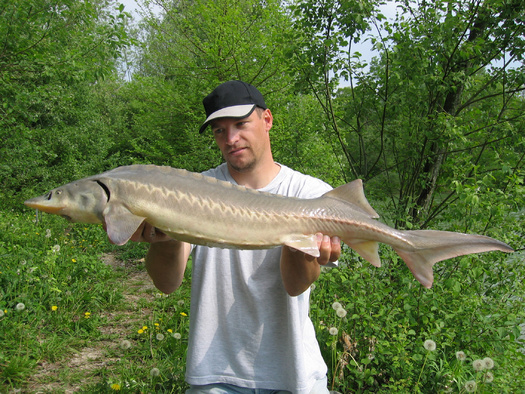 The Michigan Department of Natural Resources has the authority to cancel fishing seasons under part 411 of the state's Natural Resources and Environmental Protection Act. The DNR notice said it is too soon to determine whether this year's cancelation will affect the harvest limit for next year. (sablin/Adobe Stock)