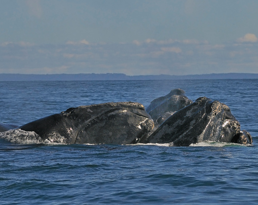 Since 2017, right whales have been experiencing an Unusual Mortality Event, which has resulted in more than 20 percent of the population being sick, injured, or killed. (Adobe Stock) 