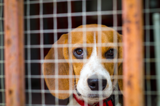 A similar bill failed to pass last year. Opponents of the revived legislation say it's a win for puppy mills and pet-store owners. (Adobe Stock)