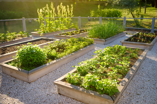 The AARP Community Challenge program has funded projects like community gardens. (Maria Sbytova/Adobe Stock)