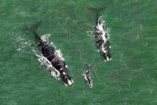 Vessel strikes can lead to slow or quick deaths for right whales. The North Atlantic right whale population has been put in grave danger from both, according to Defenders of Wildlife. (Adobe Stock) 