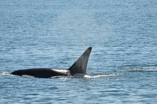 Southern Resident orcas' habitat stretches from Canada to California. (CarloEmanuele/Adobe Stock)