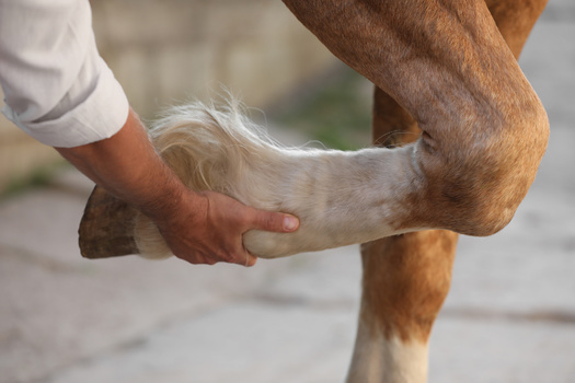 Horses, like people, typically only show signs of osteoarthritis at advanced stages, when they experience joint pain. (Adobe Stock)