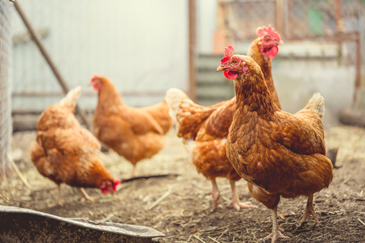 Since the most recent avian influenza outbreak began, the U.S. Department of Agriculture estimates almost 82 million birds have been affected in 47 states. (Anton Dios/Adobe Stock)