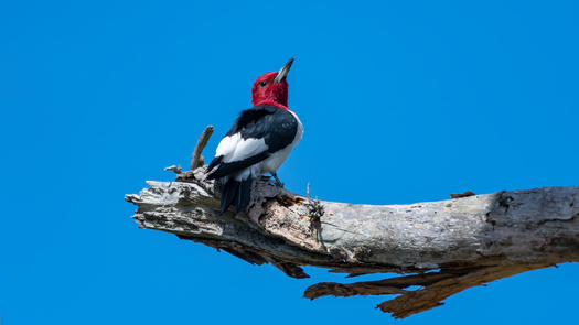 The population of New Mexico's red-headed woodpecker has declined more than 70% in the past 50 years.(RGLPhotography/AdobeStock)