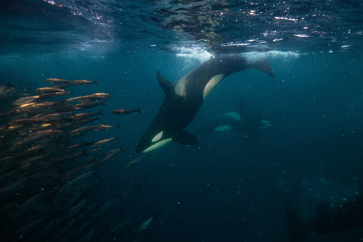 Salmon populations have dwindled in the Northwest, hurting the orcas that rely on them for food. (Stanislav/Adobe Stock)