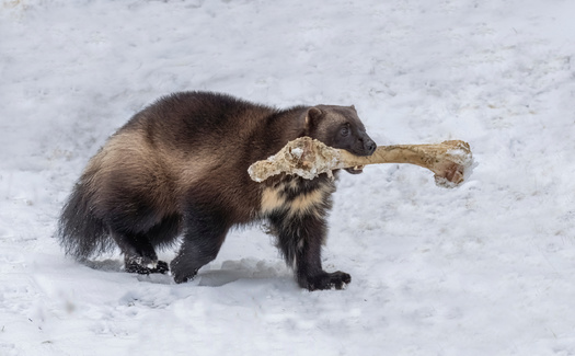 Wolverine fur is remarkably waterproof, which helps keep the animal warm in deep snow. (Adobe Stock)