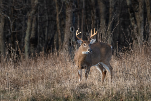 A team of experts is planning for a potential spillover of chronic wasting disease from deer to humans. They're focusing on public health surveillance, lab capacity, prion disease diagnostics, surveillance of livestock and wildlife, and education and outreach. (Adobe Stock)