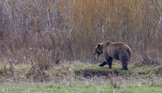 The grizzly bear population has made great strides in the region near Yellowstone National Park. (natureguy/Adobe Stock)