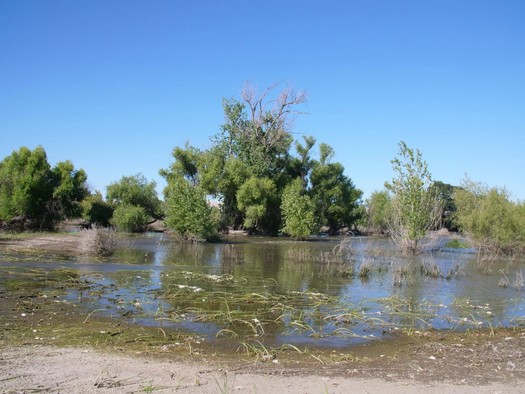 Water flows through part of Dos Rios Ranch Preserve. The former farmland now acts as a storage area for floodwaters during wet years. (Cameron Nielsen/Grist)