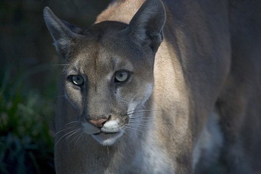 The Florida panther is the only mountain lion subspecies remaining in the eastern United States. (Everglades NPS)