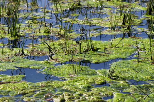 The Environmental Protection Agency said wetlands' sponge-like ability to absorb water slows the momentum of floodwaters or a coastal storm surge. (Adobe Stock)