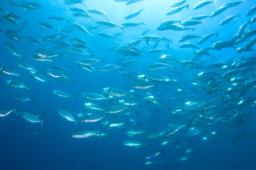 The Atlantic herring is one of the most important fishery resources in Maine, supplying the primary bait used in its iconic lobster industry. It is also an important forage species for seabirds, marine mammals and a variety of larger fish species, according to the Maine Department of Marine Resources. (Adobe Stock)