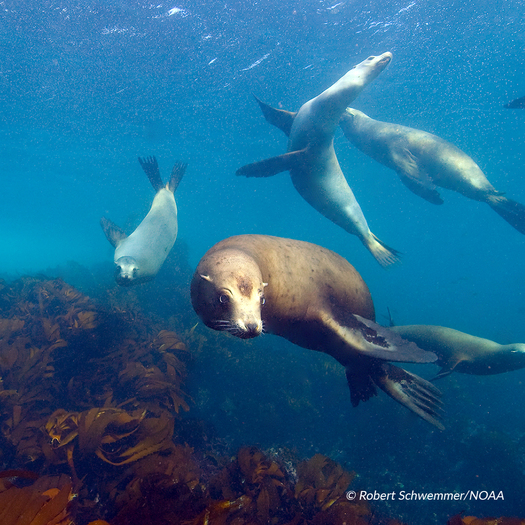 Many species, including sea lions, are injured or killed by set gillnets, which target halibut and white sea bass. (Robert Schwemmer/NOAA)