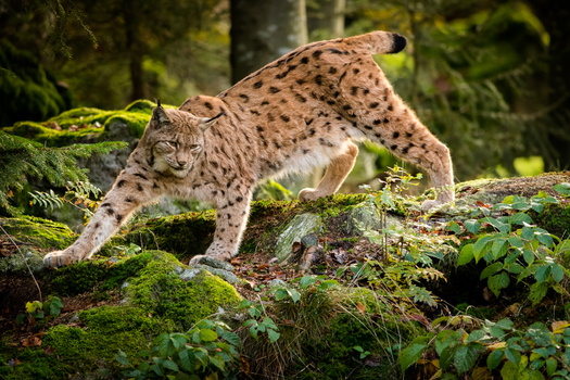 Environmental advocates contend a logging project bordering Montana's Anaconda-Pintler Wilderness Area threatens habitat for the lynx, which is listed as threatened under the Endangered Species Act. (Adobe Stock) 
