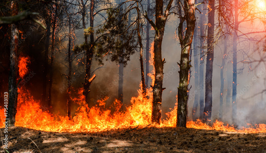 Raging wildfires damaged more than 1 million acres of land in the Texas Panhandle. (yelantsevv/Adobe Stock)