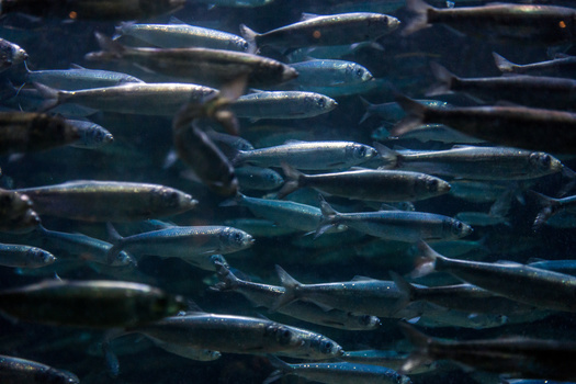 Atlantic herring serve as valuable bait for fishermen and lobstermen in Massachusetts, making them  vital to the health of the state's blue economy, which grew 38% between 2009 and 2019. (Adobe Stock) 