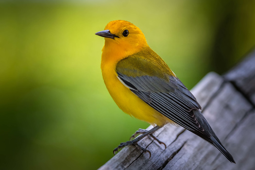 Native plantings and green spaces in urban and suburban areas promote bird diversity, abundance, breeding success and survivorship. (Samuel/AdobeStock)