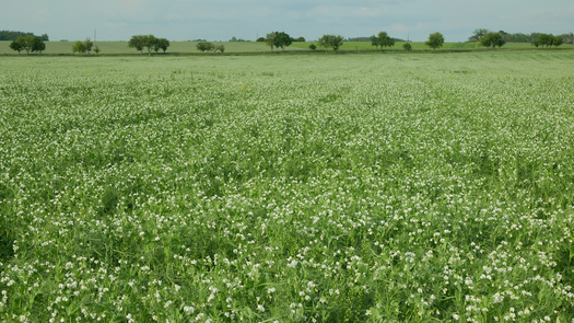 Cover crops and other regenerative practices prevent erosion, improve soil health and can absorb harmful carbon from the atmosphere and 