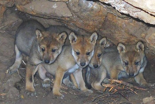 Mexican gray wolf pups born to captive parents have been successfully introduced to wild wolf packs in an effort to improve genetic diversity. (WildCaliforniaWolfCenter)