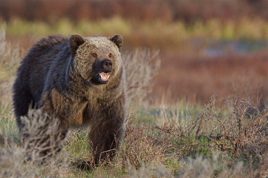 There are about 200 grizzly bears in Idaho. (tomreichner/Adobe Stock)