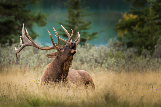 In 2023, officers confirmed a total of 1,056 wild animals and fish were illegally killed, game worth more than $619,000. (Adobe Stock)