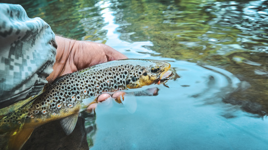 A Theodore Roosevelt Conservation Partnership survey found 92% of Pennsylvania sportsmen and women support designating streams for protections when they meet the right criteria. (Adobe Stock)