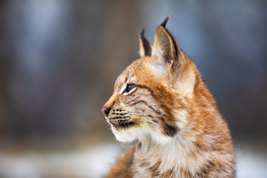 The bobcat was recognized as an endangered species in Indiana until 2005. (Adobe stock)