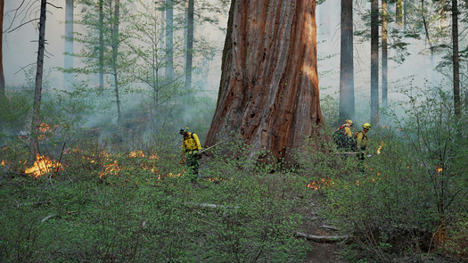 A bill called Save Our Sequoias to fund wildfire resilience is tucked into this year's farm bill, currently being negotiated in Congress. (Save the Redwoods League)