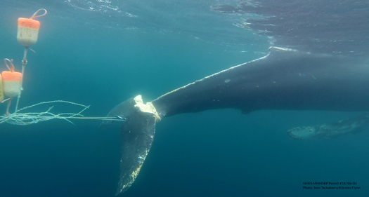 Humpback whales sometimes get tangled up in ropes from discarded crab fishing gear. (Jenn Tackaberry/Kiirsten Flynn/National Marine Fisheries Service)