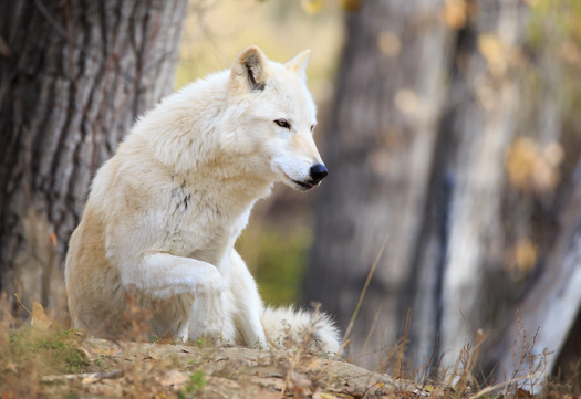 Montana is home to about 1,100 wolves, according to state wildlife officials. (Adobe Stock) 