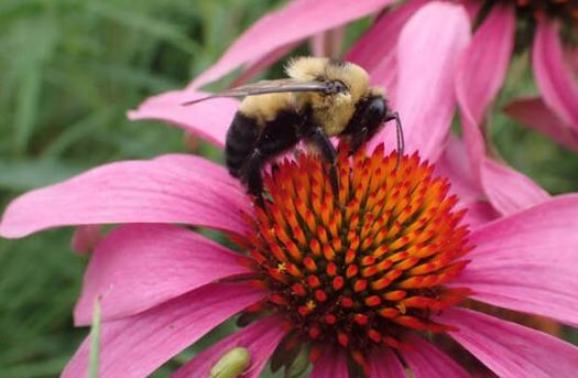 In partnership with the Xerces Society for Invertebrate Conservation, volunteers are discovering new bee species and working to fortify bumble bee habitat, in Iowa and across the country. (Xerces/Katie Lamke)