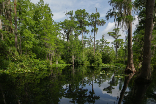 The Okefenokee National Wildlife Refuge is the largest blackwater wetland ecosystem and the least disturbed freshwater ecosystem on the Atlantic Coastal Plain. (Adobe Stock)