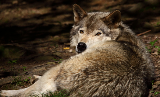 Government-sponsored poisoning and trapping campaigns in the 1930s mostly exterminated the U.S. wolf population. (WikiCommons)