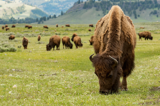 For centuries before Europeans arrived in North America, the buffalo not only provided Indigenous societies powerful spiritual support and healing, but also food, clothing, toys, tools, shelter and other necessities of life. (Adobe Stock)