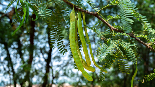 The beans from the velvet mesquite are known as 