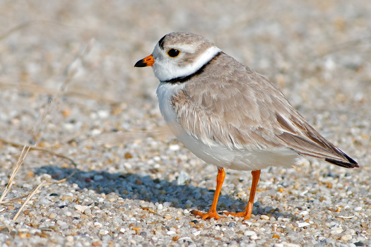 There are more than 1,300 species listed as either endangered or threatened under the Endangered Species Act, including the piping plover, a shorebird found on sandy beaches in southern Maine. (Adobe Stock)