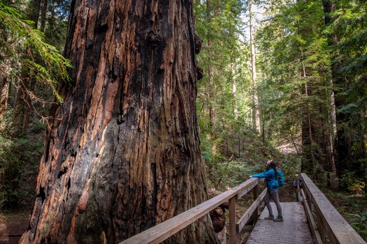 Advocates say a proposed bond measure could help improve fire resiliency in California's redwood forests. (Kchassiephoto/Adobe Stock)