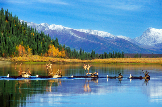 The proposed Ambler industrial mining road would have crossed nearly 3,000 waterways, including the Kobuk and Koyukuk rivers, which are important spawning grounds for the Yukon salmon. (National Wild and Scenic Rivers System)
