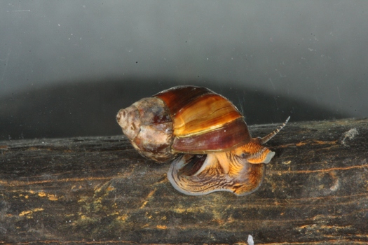 Several isolated populations have a low number of mudalia snails, which creates a risk of genetic problems and population loss. (Paul Johnson-Alabama Department of Conservation and Natural Resources)