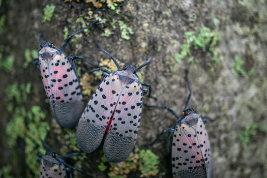 It's estimated that invasive pests destroy up to 40% of food crops and cause $220 billion in trade losses worldwide. (Lee/Adobe Stock) 