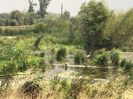 Birds are attracted to the Fernhill Wetlands in Forest Grove, Ore., where wastewater is treated naturally. (Bryn Nelson)