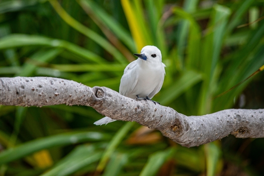 The manu o ku, or white fairy tern, is among the thousands of bird species that have benefited from the U.S. Migratory Bird Treaty Act, a more than century-old federal law. (Adobe Stock)