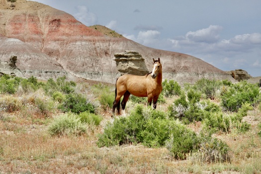 The Public Lands Rule helps ensure BLM management decisions will continue to be guided by science and data. (Adobe Stock) 